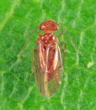 Ectopsocopsis cryptomeriae