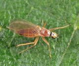 Chelipoda americana