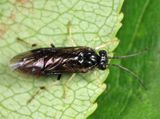 Cladius compressicornis