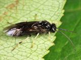 Cladius compressicornis