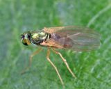 Chrysotimus delicatus