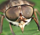 Tabanus nigripes
