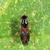 Pilophorus gracilis