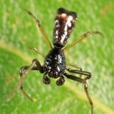 Arrowshaped Micrathena - Micrathena sagittata (male)