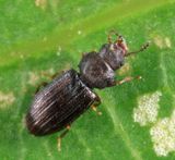 Lathropus vernalis