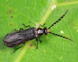 Tytthonyx erythrocephala