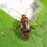 Neolygus omnivagus