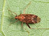 Phytocoris salicis