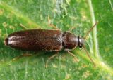 Scotochroides antennatus