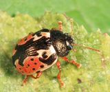 Calligrapha rhoda