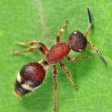Ephuta sp.