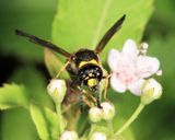 Ancistrocerus campestris