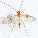 Macrocera inconcinna