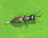 Eupelmus cushmani
