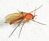 Mycetophila fisherae