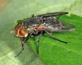 Peleteria haemorrhoa