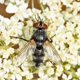 Exorista dydas