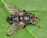 Panzeria sp.