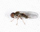 Eudorylas aequus