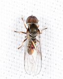Eudorylas aequus