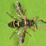 Hoplisoides sp.