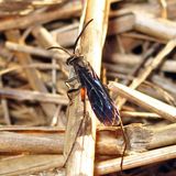 Ceropales bipunctata