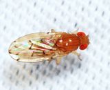 Drosophila quinaria 