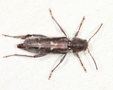 Arrowhead Borer - Xylotrechus sagittatus