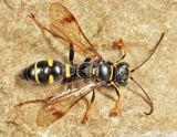 Lestiphorus cockerelli