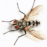 Calolydella lathami