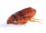 Cat Flea - Ctenocephalides felis