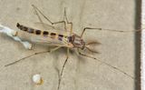 Chironomus decorus group