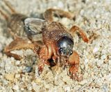 Northern Mole Cricket - Neocurtilla hexadactyla