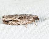 3263 - Pecan Bud Moth - Gretchena bolliana