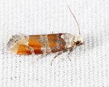 3066 - White Pine Shoot Borer - Eucopina gloriola