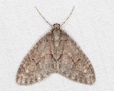 7637 - Mottled Gray Carpet - Cladara limitaria