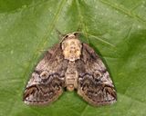 8970  Eyed Baileya  Baileya ophthalmica