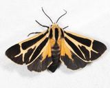 8171  Nais Tiger Moth  Apantesis nais 