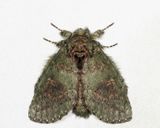 7995 - Wavy-Lined Heterocampa - Heterocampa biundata