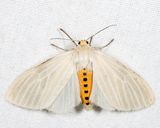 8231 - Oregon Cycnia - Cycnia oregonensis