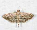 5275  Bold-feathered Grass Moth  Herpetogramma pertextalis