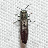 Agrilus defectus