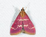 5034 - Raspberry Pyrausta - Pyrausta signatalis
