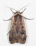11003.1  Large Yellow Underwing  Noctua pronuba 