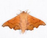 7659 - Scalloped Sack-bearer - Lacosoma chiridota