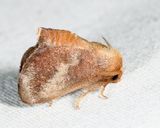 4681 - Crowned Slug - Isa textula