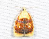 3504 - Blueberry Leaftier - Acleris curvalana