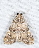 4751 - Waterlily Borer - Elophila gyralis