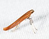 0609  Cherry Leaf-cone Caterpillar Moth  Caloptilia invariabilis 