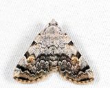 8322 - American Idia - Idia americalis